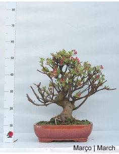 Bonsaï de pommier "Everest" âgé de 29 ans 2