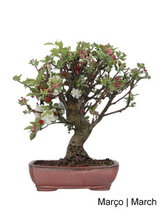 Macieira "Everest" Bonsai von 29 Jahren