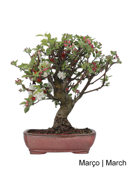 "Everest" Apple Tree Bonsai 29 Years Old