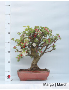 Macieira "Everest" Bonsai von 29 Jahren 2