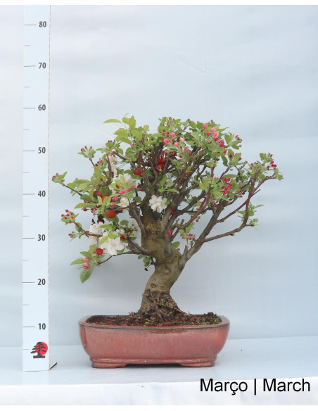 "Everest" Apple Tree Bonsai 29 Years Old