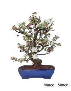 Macieira "Everest" Bonsai von 29 Jahren