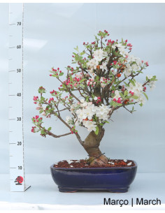 Pommier "Everest" Bonsai de 29 ans 2