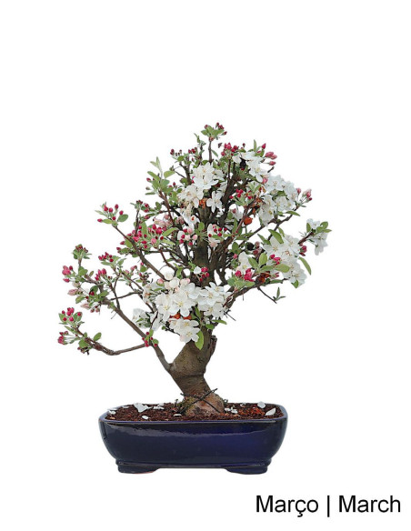 Pommier "Everest" Bonsai de 29 ans