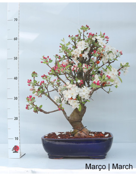 "Everest" Apple Tree Bonsai 29 years old