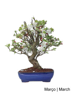 Pommier "Everest" Bonsai de 29 ans