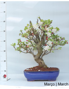 Macieira "Everest" Bonsai von 29 Jahren 2