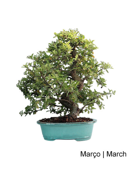 Pyracantha Bonsai de 27 anos