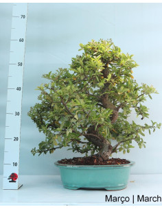 Pyracantha Bonsai di 27 anni 2