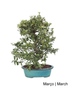 Pyracantha Bonsai von 27 Jahren