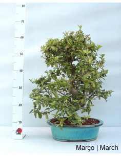 Pyracantha Bonsai von 27 Jahren 2