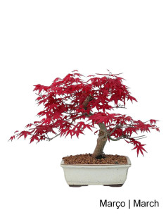 Acer Palmatum Deshojo Bonsai von 20 Jahren