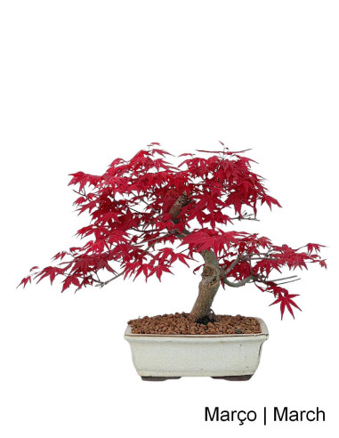Acer Palmatum Deshojo Bonsai von 20 Jahren