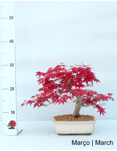 Acer Palmatum Deshojo Bonsai von 20 Jahren 2