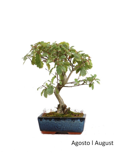 Luso Bonsai | Carvalho Faginea Bonsai 9 ans