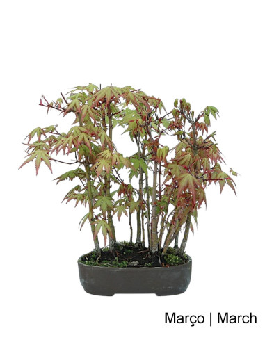 Acer Palmatum SPP Bonsai de 19 anos