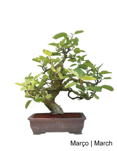 Figueira Bonsai de 36 anos