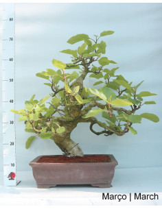 Figueira Bonsai de 36 anos 2