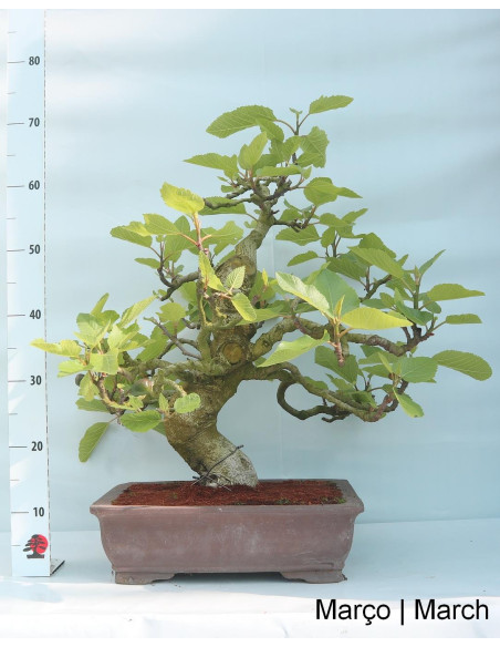 Figueira Bonsai von 36 Jahren