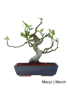 Figuier Bonsai de 20 ans