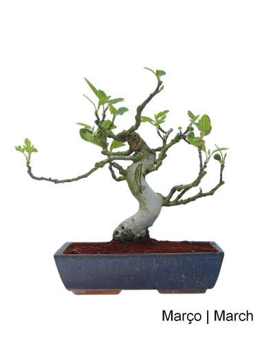 Figueira Bonsai de 20 anos