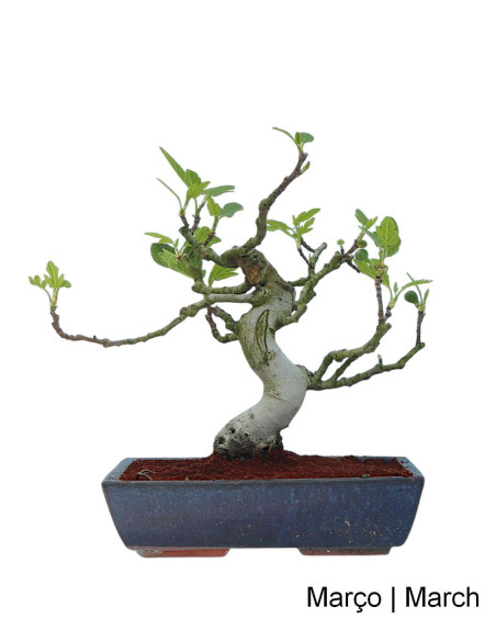 Figueira Bonsai de 20 años