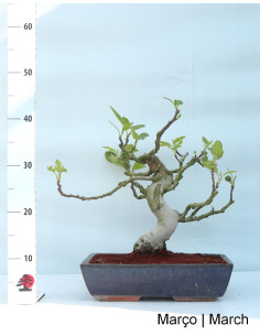 Figuier Bonsai de 20 ans 2