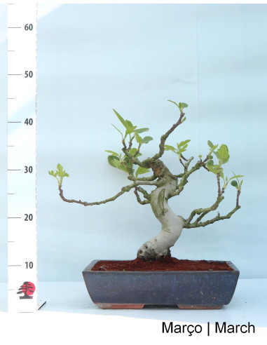 Figueira Bonsai de 20 anos
