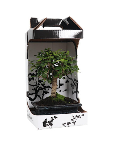 Carmona Macrophyla Bonsai de 5 anos