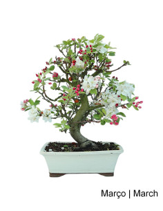 Melo "Everest" Bonsai di 23 Anni