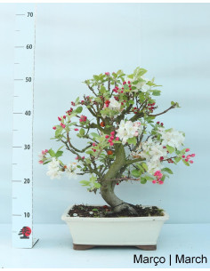 Macieira "Everest" Bonsai, 23 Jahre alt 2