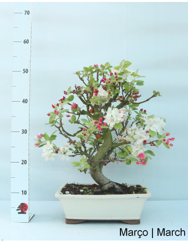 Manzano "Everest" Bonsai de 23 Años