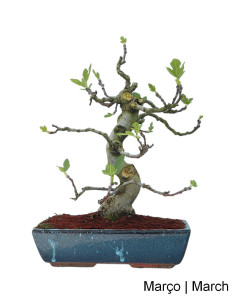 20-year-old Ficus Bonsai