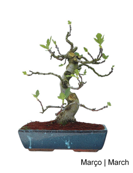 Figueira Bonsai de 20 años