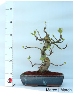 20-year-old Ficus Bonsai 2