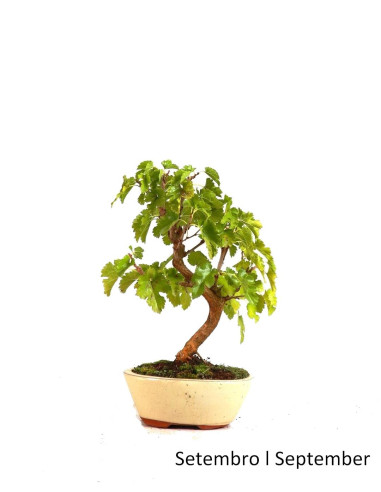 Luso Bonsai | Amoreira Bonsai de 7 ans