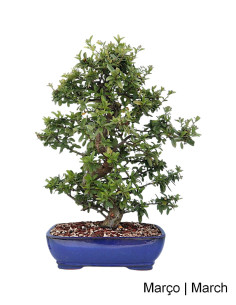 Pyracantha Bonsai von 29 Jahren