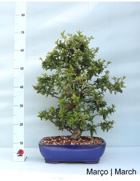 Pyracantha Bonsai of 29 years