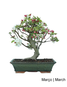 Macieira "Everest" Bonsai von 20 Jahren