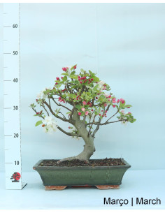 Macieira "Everest" Bonsai von 20 Jahren 2