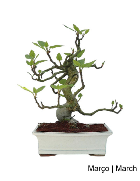 Figuier Bonsai de 23 ans