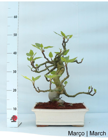 Figuier Bonsai de 23 ans