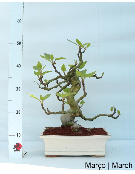Figuier Bonsai de 23 ans