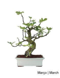 Figueira Bonsai von 23 Jahren