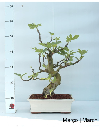 23-year-old Fig tree Bonsai