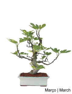 Figueira Bonsai de 23 años