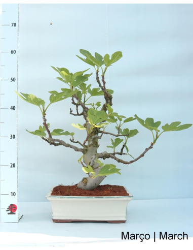 Figueira Bonsai de 23 años