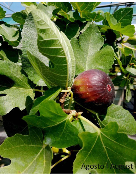 Figueira Bonsai de 23 años