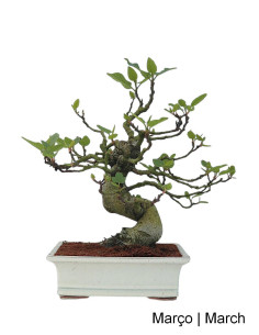 Ficus Bonsai im Alter von 23 Jahren