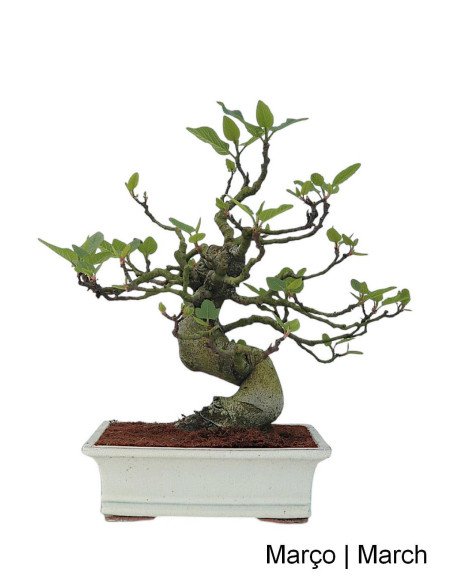 Higuera Bonsai de 23 años